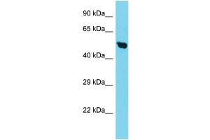 Host: Rabbit Target Name: TIMM50 Sample Type: HepG2 Whole Cell lysates Antibody Dilution: 1. (TIMM50 Antikörper  (C-Term))