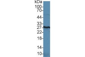 Detection of HMGB1 in Mouse Kidney lysate using Polyclonal Antibody to High Mobility Group Protein 1 (HMGB1) (HMGB1 Antikörper  (AA 1-215))