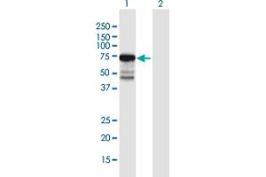 Western Blot analysis of KIAA0020 expression in transfected 293T cell line by KIAA0020 MaxPab polyclonal antibody. (KIAA0020 Antikörper  (AA 1-648))
