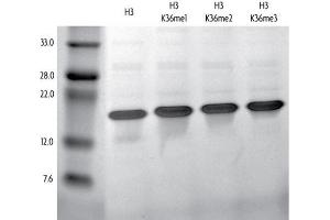 Recombinant Histone H3 trimethyl Lys36 tested by SDS-PAGE gel. (Histone 3 Protein (H3) (H3K36me3))