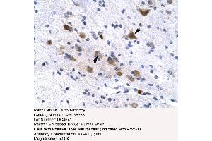 Human Brain (KCNH6 Antikörper  (N-Term))