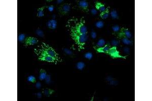 Anti-DLD mouse monoclonal antibody (ABIN2454951) immunofluorescent staining of COS7 cells transiently transfected by pCMV6-ENTRY DLD (RC200639). (DLD Antikörper)