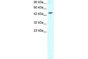 Western Blotting (WB) image for anti-GATA Binding Protein 2 (GATA2) (N-Term) antibody (ABIN2777458)