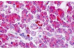 Human Pancreas: Formalin-Fixed, Paraffin-Embedded (FFPE) (GPR142 Antikörper  (AA 1-50))