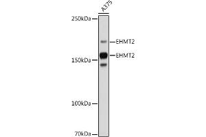 Western blot analysis of extracts of  cells, using EHMT2 antibody (ABIN7265616) at 1:1000 dilution. (EHMT2 Antikörper)