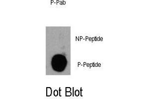 Image no. 1 for anti-Phosphoinositide-3-Kinase, Catalytic, delta Polypeptide (PIK3CD) (pTyr485) antibody (ABIN358424)