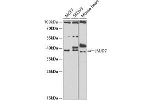 Western blot analysis of extracts of various cell lines, using JMJD7 antibody (ABIN6131500, ABIN6142660, ABIN6142661 and ABIN6223279) at 1:1000 dilution. (JMJD7 Antikörper  (AA 1-316))