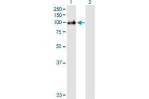 Western Blot analysis of PIK3C3 expression in transfected 293T cell line by PIK3C3 MaxPab polyclonal antibody.