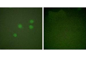 Peptide - +Immunofluorescence analysis of A549 cells, using Cyclinantibody. (Cyclin E1 Antikörper)