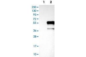 Western Blot analysis of Lane 1: negative control (vector only transfected HEK293T cell lysate) and Lane 2: over-expression lysate (co-expressed with a C-terminal myc-DDK tag in mammalian HEK293T cells) with DMRT1 polyclonal antibody . (DMRT1 Antikörper)