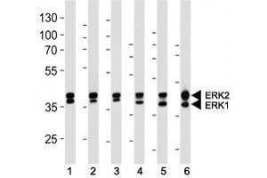 ERK1/2 antibody western blot analysis in (1) 293, (2) MCF-7, (3) Jurkat, (4) mouse NIH3T3, (5) rat C6 cell line and (6) mouse heart lysate. (ERK1/2 Antikörper)