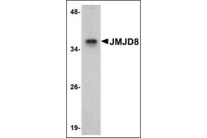 Western blot analysis of JMJD8 in rat kidney tissue lysate with this product at 1 μg/ml. (JMJD8 Antikörper  (C-Term))