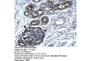 Human kidney (GABPA Antikörper  (C-Term))