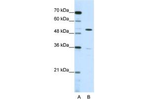 Western Blotting (WB) image for anti-Zinc Finger Protein 485 (ZNF485) antibody (ABIN2461982) (ZNF485 Antikörper)