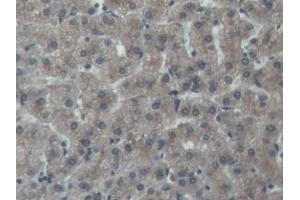 DAB staining on IHC-P; Samples: Porcine Liver Tissue (NOG Antikörper  (AA 28-232))