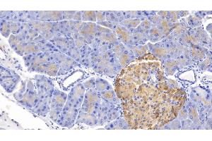 Detection of GHRL in Mouse Pancreas Tissue using Polyclonal Antibody to Ghrelin (GHRL) (Ghrelin Antikörper  (AA 28-117))