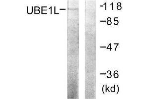 Western Blotting (WB) image for anti-Ubiquitin-Like Modifier Activating Enzyme 7 (UBA7) (C-Term) antibody (ABIN1848874) (UBA7 Antikörper  (C-Term))