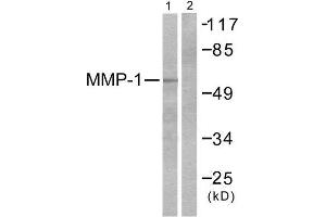 Western Blotting (WB) image for anti-Matrix Metallopeptidase 1 (Interstitial Collagenase) (MMP1) (C-Term) antibody (ABIN1848668) (MMP1 Antikörper  (C-Term))
