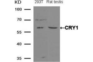 Western blot analysis of extracts from 293T cells and Rat testis tissue using CRY1 antibody (CRY1 Antikörper  (AA 551-555))