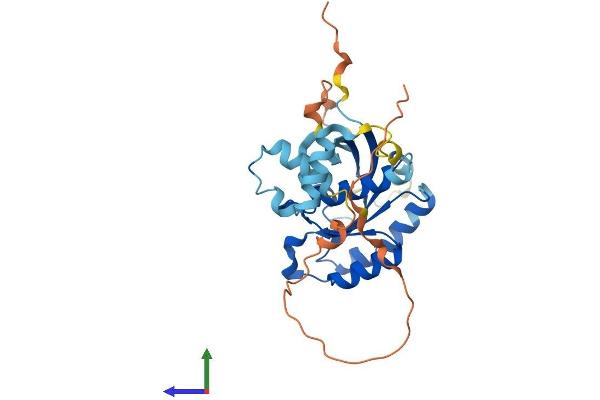 RAB40B Protein (AA 1-278) (His tag)