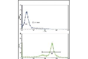 Flow cytometric analysis of K562 cells using TDG Antibody (C-term)(bottom histogram) compared to a negative control cell (top histogram)FITC-conjugated goat-anti-rabbit secondary antibodies were used for the analysis. (TDG Antikörper  (C-Term))
