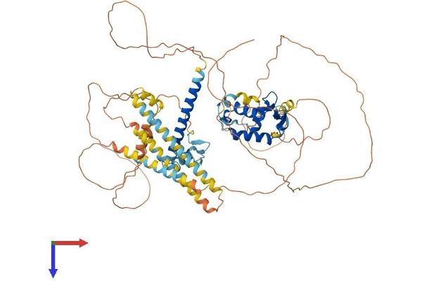 FOXP1 Protein (AA 1-677) (His tag)