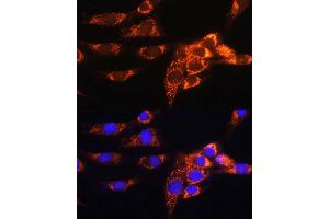 Immunofluorescence analysis of NIH/3T3 cells using  Rabbit pAb (ABIN1678653, ABIN5664340, ABIN5664342 and ABIN6220284) at dilution of 1:100. (AMPD1 Antikörper  (AA 50-260))
