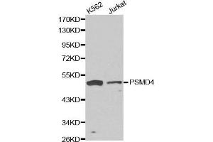 Western blot analysis of K562 cell and jurkat cell lysate using PSMD4 antibody. (PSMD4/ASF Antikörper  (AA 1-377))