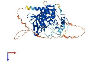 MOK Protein (AA 1-419) (His tag)