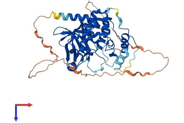 MOK Protein (AA 1-419) (His tag)