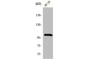 Western Blot analysis of HT29 cells using GRIN1 Polyclonal Antibody (GPRIN1 Antikörper  (Internal Region))