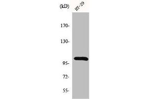 Western Blot analysis of HT29 cells using GRIN1 Polyclonal Antibody