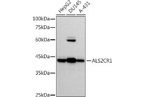 Western blot analysis of extracts of various cell lines, using (ABIN7268912) at 1:500 dilution. (NIF3L1 Antikörper)