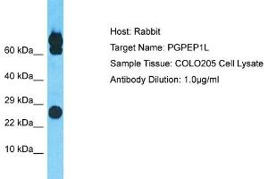 Host: Rabbit Target Name: PGPEP1L Sample Type: COLO205 Whole Cell lysates Antibody Dilution: 1. (PGPEP1L Antikörper  (N-Term))
