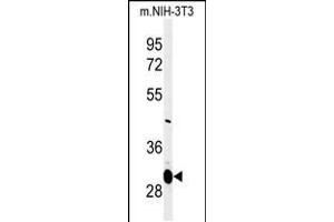 Western blot analysis of MAGT1 Antibody in mouse NIH-3T3 cell line lysates (35ug/lane) (MAGT1 Antikörper  (N-Term))