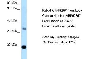Western Blotting (WB) image for anti-FK506 Binding Protein 14, 22 KDa (FKBP14) (C-Term) antibody (ABIN2789201)