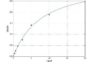 T-Box 1 (TBX1) ELISA Kit