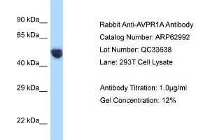 Western Blotting (WB) image for anti-Arginine Vasopressin Receptor 1A (AVPR1A) (C-Term) antibody (ABIN2789326)