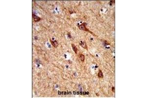 Formalin-fixed and paraffin-embedded human brain tissue reacted with ACCN1 Antibody (Center), which was peroxidase-conjugated to the secondary antibody, followed by DAB staining. (ACCN1 Antikörper  (AA 120-148))