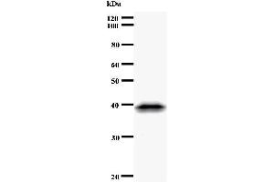 Western Blotting (WB) image for anti-CDC5 Cell Division Cycle 5-Like (S. Pombe) (CDC5L) antibody (ABIN933108)