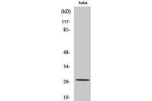 Western Blotting (WB) image for anti-NADH Dehydrogenase (Ubiquinone) Flavoprotein 2, 24kDa (NDUFV2) (Internal Region) antibody (ABIN3180201) (NDUFV2 Antikörper  (Internal Region))
