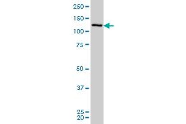 CHERP antibody  (AA 795-883)