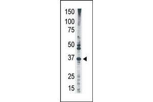 Image no. 1 for anti-MAGE-Like 2 (MAGEL2) (N-Term) antibody (ABIN358645) (MAGE-Like 2 Antikörper  (N-Term))