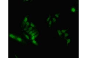 Immunofluorescent analysis of Hela cells using ABIN7155138 at dilution of 1:100 and Alexa Fluor 488-congugated AffiniPure Goat Anti-Rabbit IgG(H+L) (HNRNPA2B1 Antikörper  (AA 1-249))