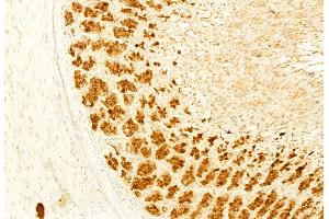 ABIN6265217 and ABIN6276403 at 1/100 staining Rat stomach tissue by IHC-P. (SOCS3 Antikörper  (C-Term))