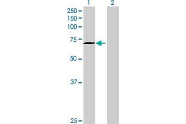 INTS9 Antikörper  (AA 1-658)