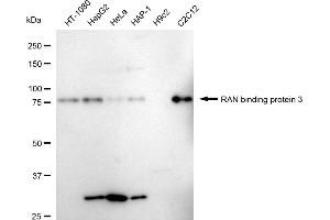 Western blotting analysis using RAN binding protein 3 antibody (ABIN7800127).