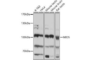 Western blot analysis of extracts of various cell lines, using MIOS antibody (ABIN7271364) at 1:1000 dilution. (MIOS Antikörper)