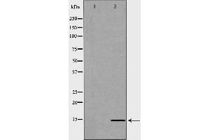 Western blot analysis of Hela whole cell lysates, using HIST2H2BE Antibody.