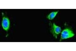 Immunofluorescent analysis of Hela cells using ABIN7172232 at dilution of 1:100 and Alexa Fluor 488-congugated AffiniPure Goat Anti-Rabbit IgG(H+L) (TRAF2 Antikörper  (AA 147-281))